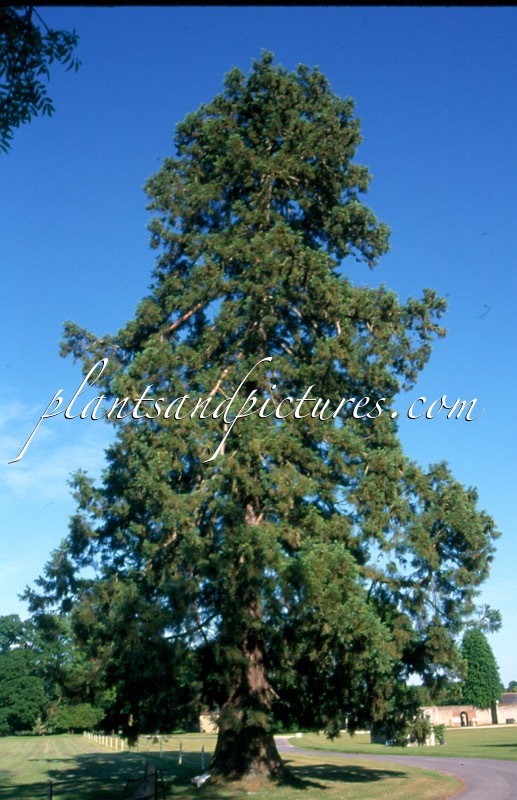 Sequoiadendron giganteum