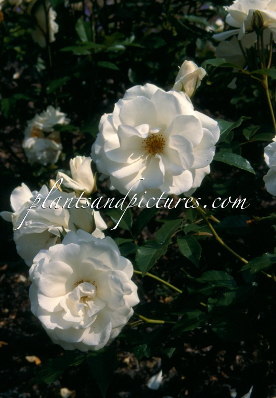Rosa ‘Korbin’ (SCHNEEWITTCHEN)