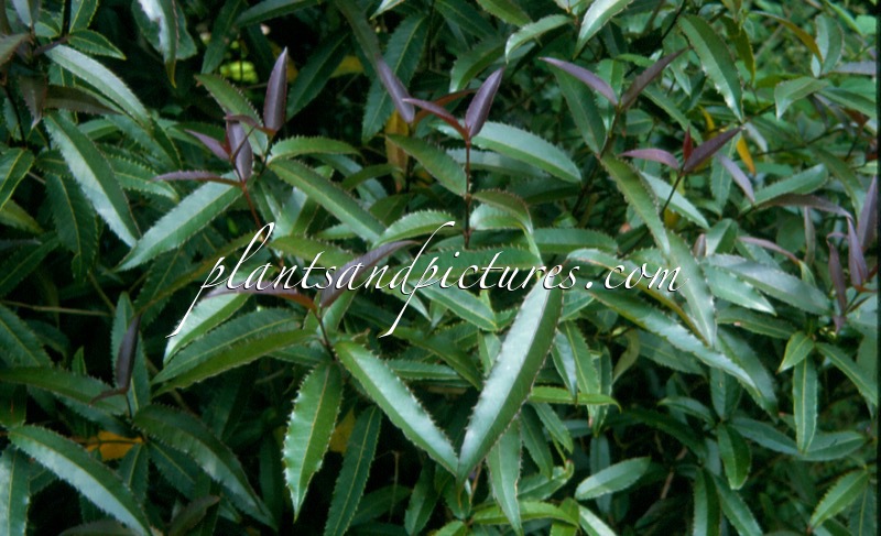 Osmanthus yunnanensis