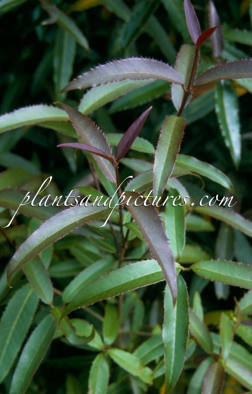 Osmanthus yunnanensis