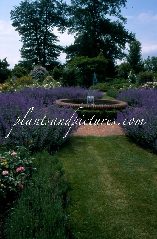Nepeta ‘Six Hills Giant’