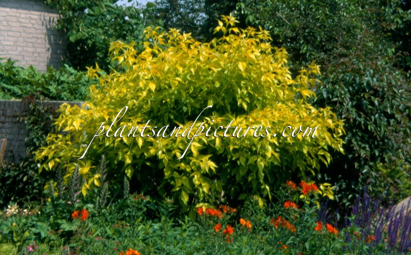 Ptelea trifoliata ‘Aurea’