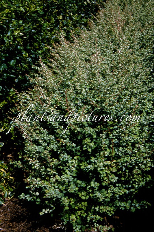 Berberis thunbergii ‘Silver Beauty’
