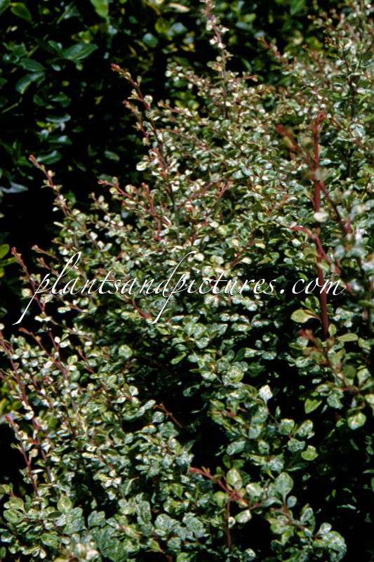 Berberis thunbergii ‘Silver Beauty’