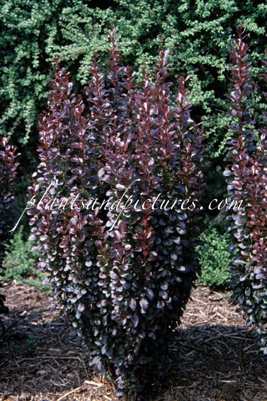 Berberis thunbergii ‘Helmond Pillar’