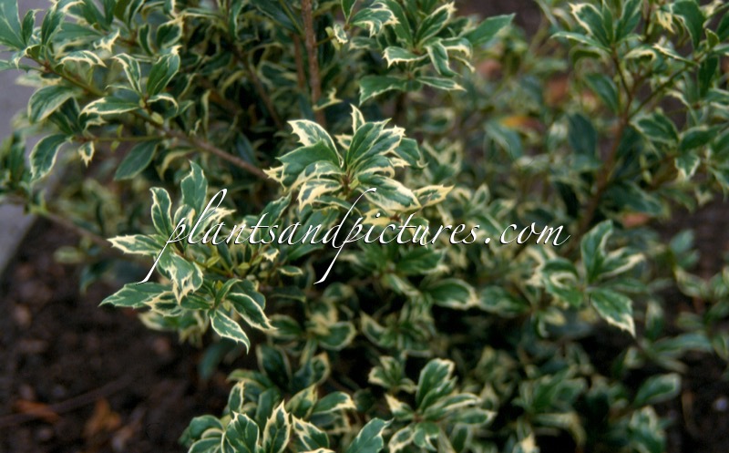 Osmanthus heterophyllus ‘Kembu’