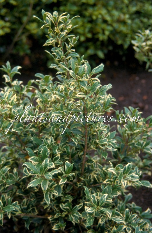Osmanthus heterophyllus ‘Kembu’