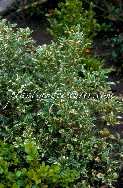 Osmanthus heterophyllus ‘Kembu’