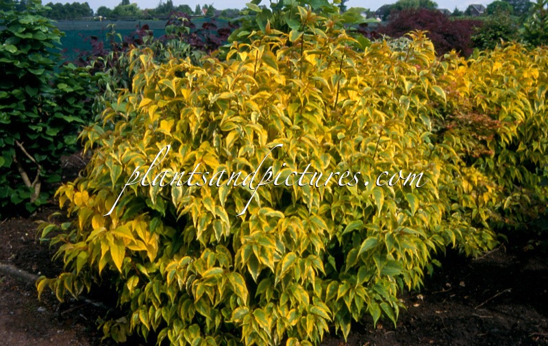 Stachyurus chinensis ‘Joy Forever’