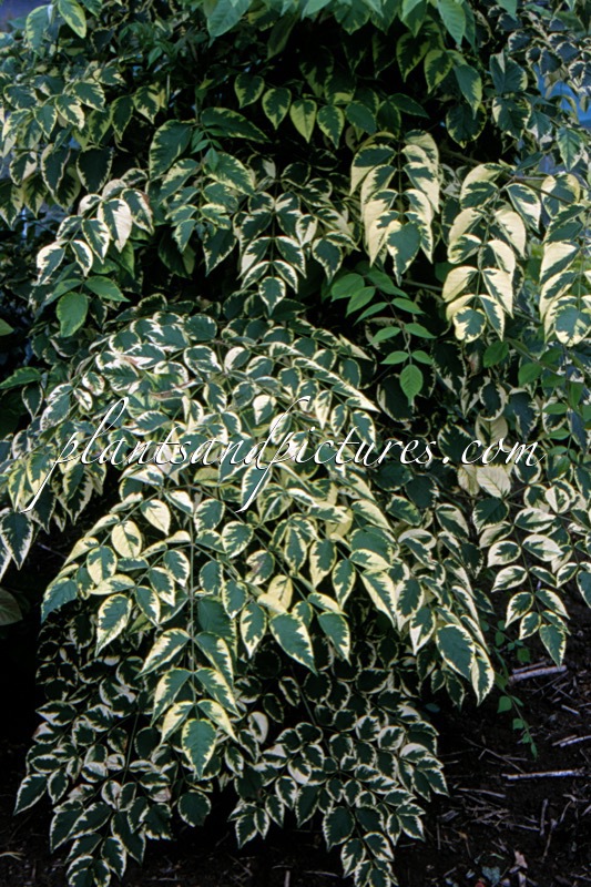 Aralia elata ‘Golden Umbrella’