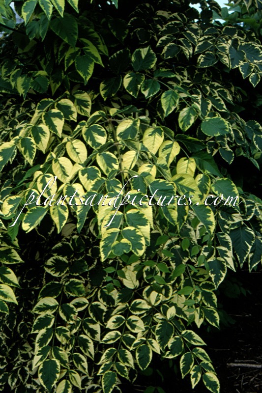 Aralia elata ‘Golden Umbrella’