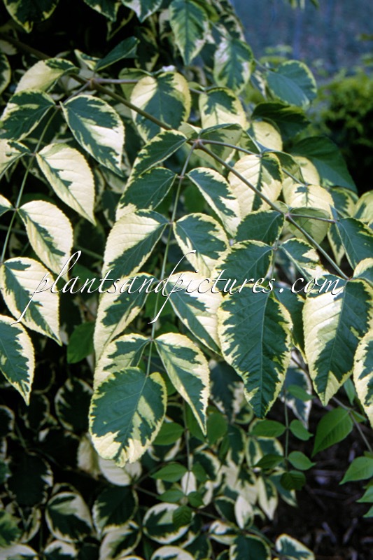 Aralia elata ‘Golden Umbrella’