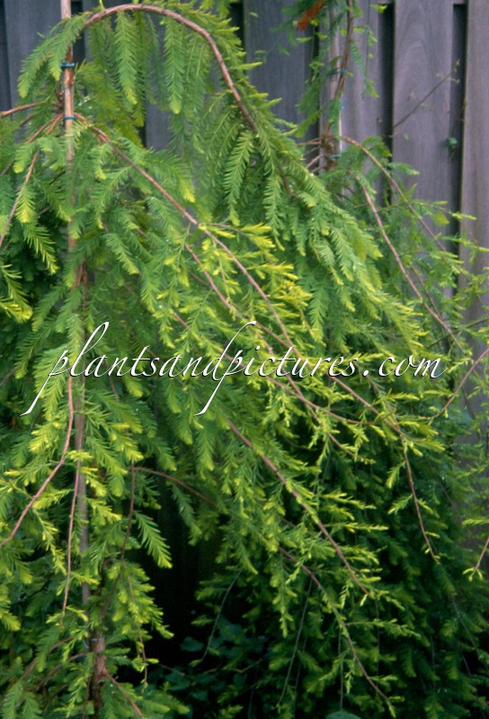Taxodium distichum ‘Cascade Falls’