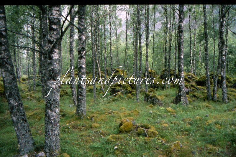 Betula pubescens