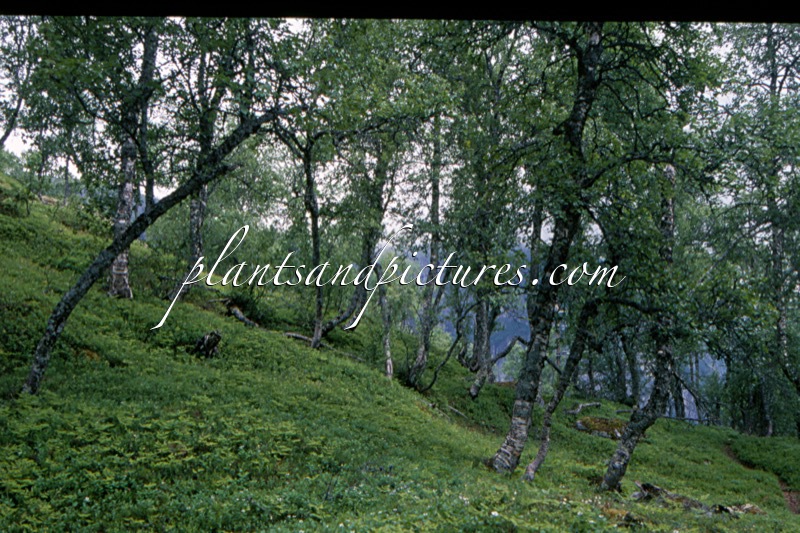 Betula pubescens