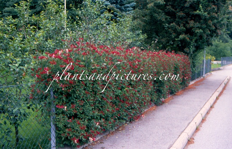 Lonicera periclymenum ‘Serotina’