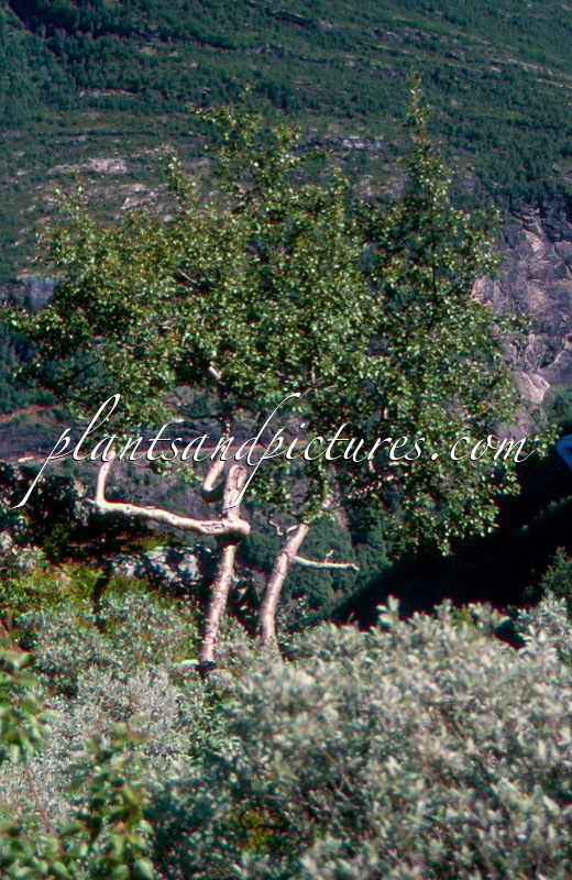 Betula pubescens subsp. tortuosa