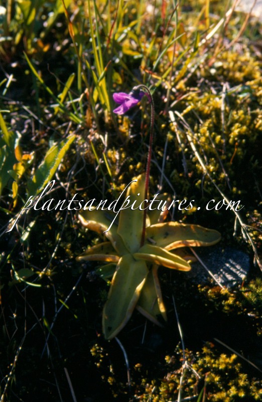 Pinguicula vulgaris