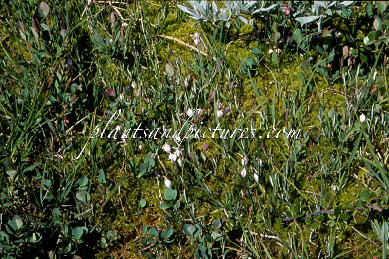 Andromeda polifolia
