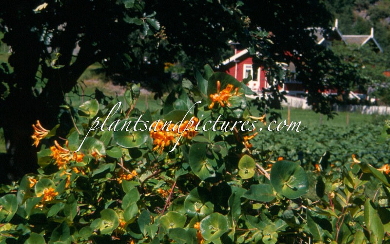 Lonicera tellmanniana