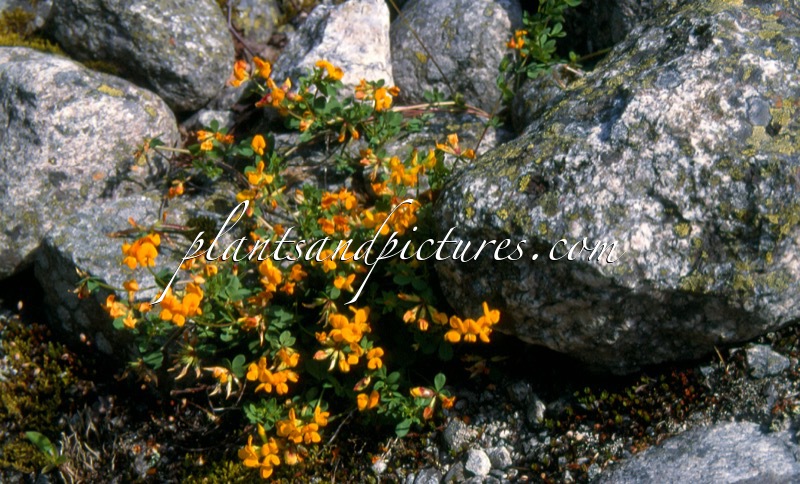 Lotus corniculatus