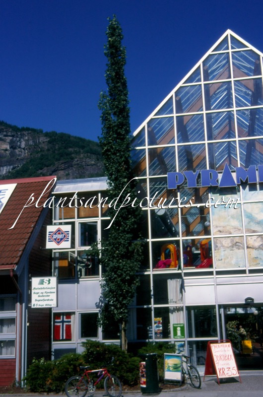 Populus tremula ‘Erecta’