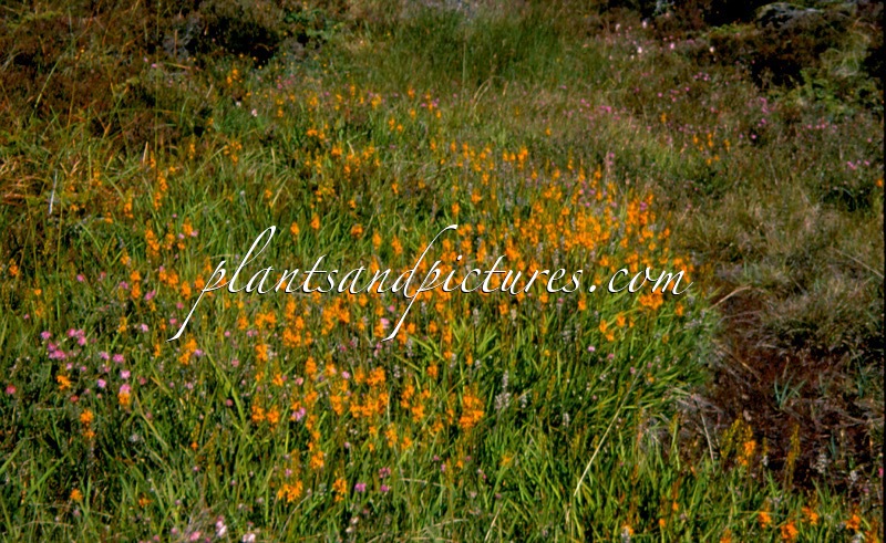 Narthecium ossifragum