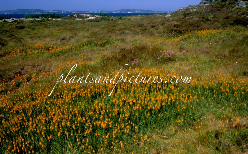 Narthecium ossifragum