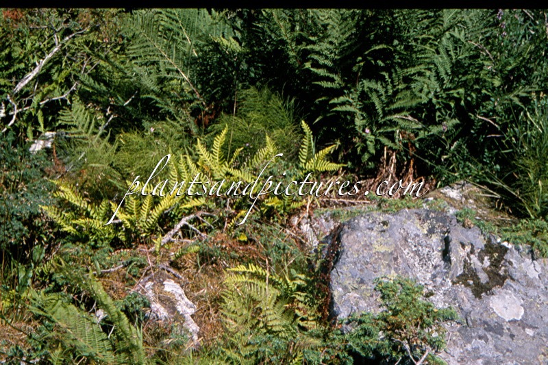 Blechnum spicant