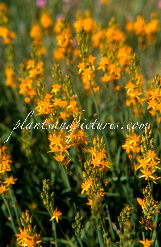 Narthecium ossifragum