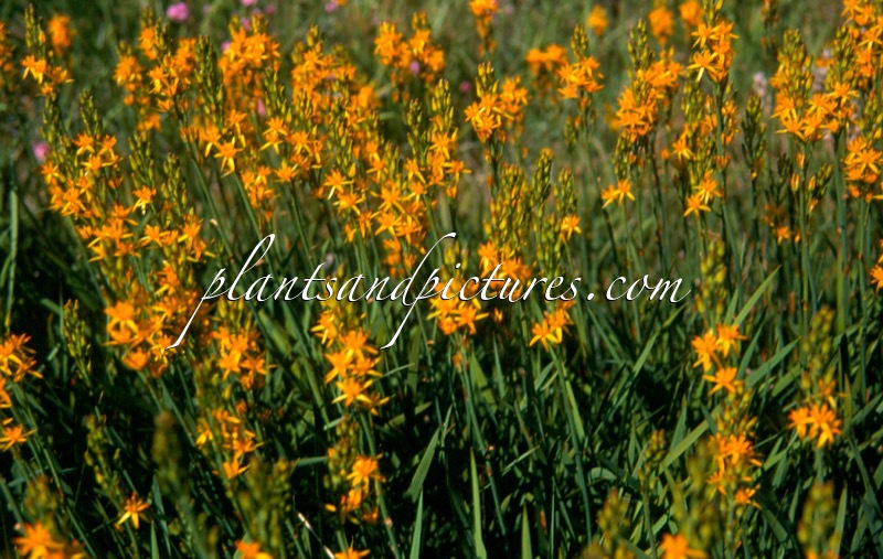 Narthecium ossifragum