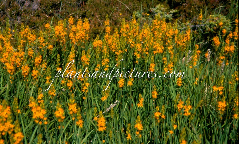 Narthecium ossifragum