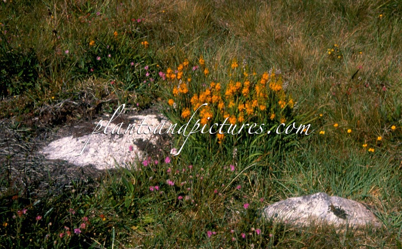 Narthecium ossifragum