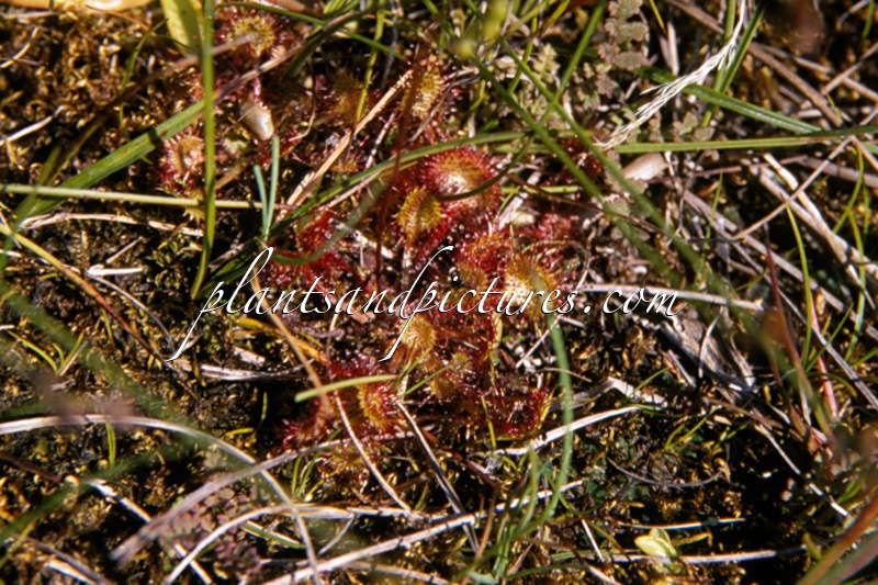 Drosera rotundifolia