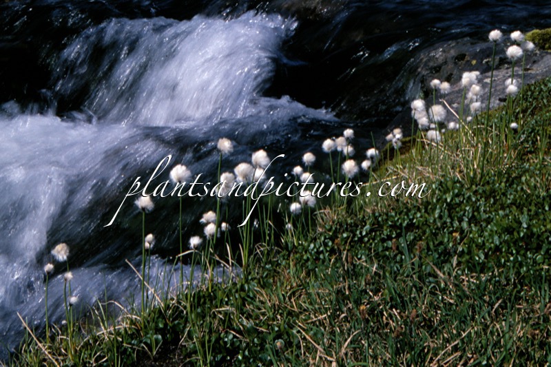 Eriophorum scheuchzeri
