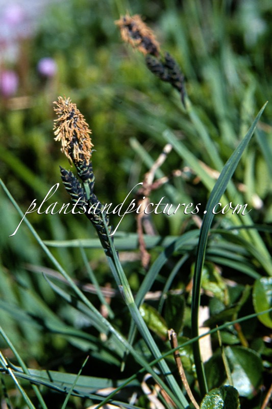 Carex bigelowii