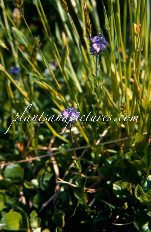 Veronica alpina