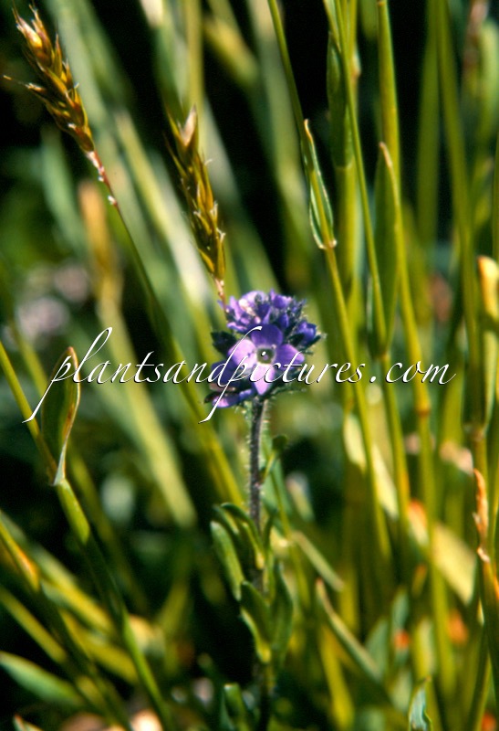 Veronica alpina