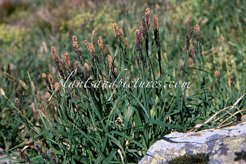 Carex bigelowii