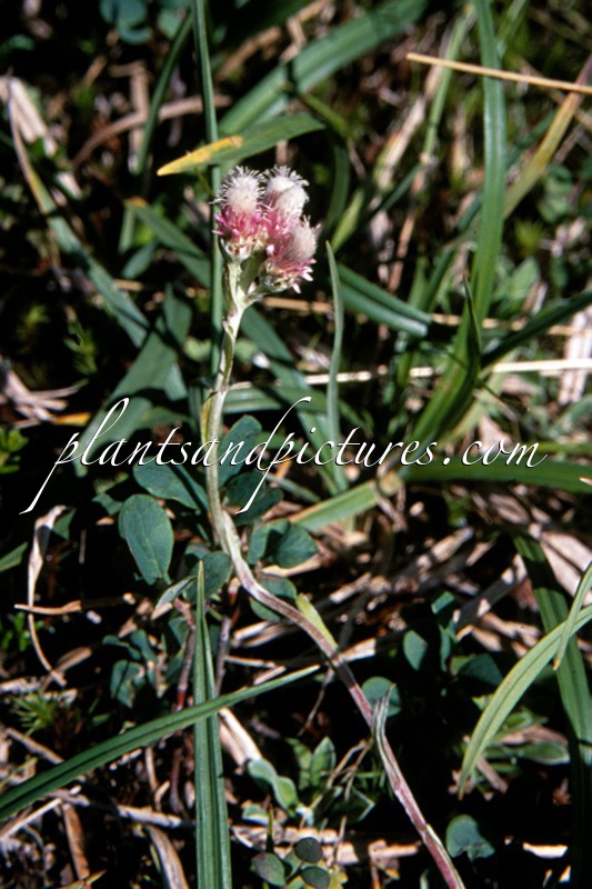 Antennaria dioica