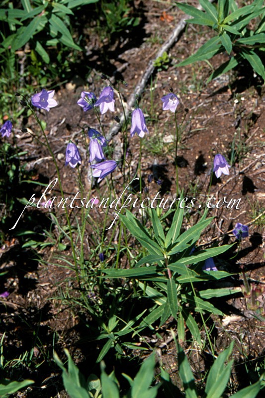 Campanula rotundifolia