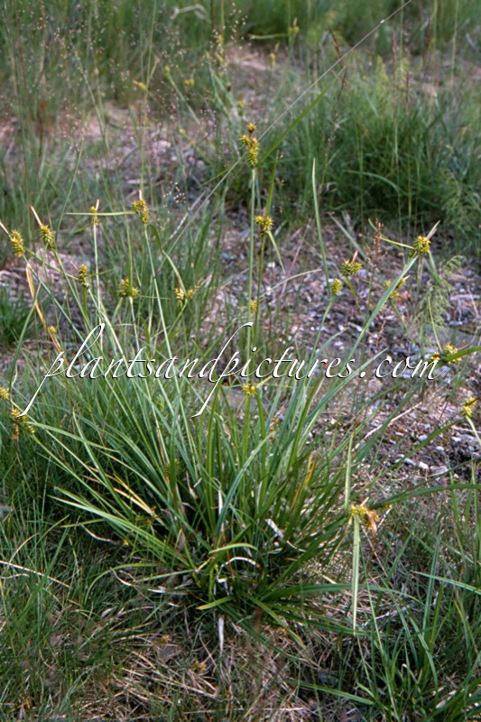 Carex flava