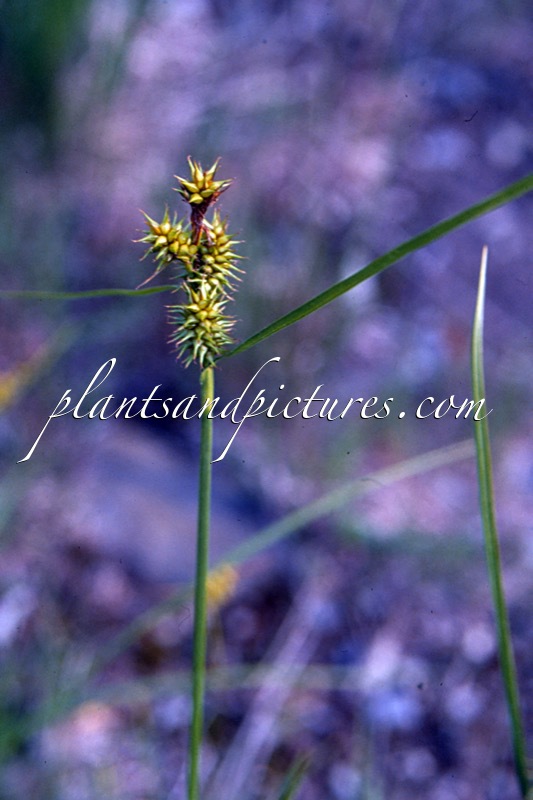 Carex flava