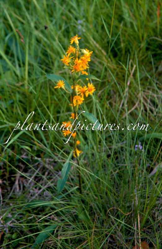 Solidago virgaurea