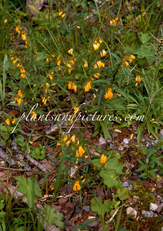 Melampyrum pratense