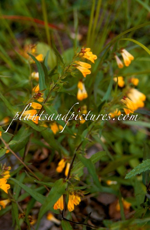 Melampyrum pratense