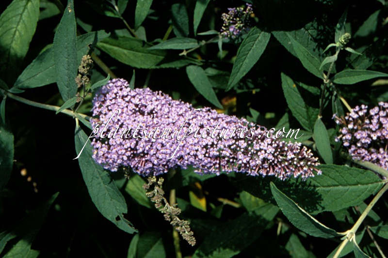 Buddleja davidii ‘Dart’s Papillon Bleu’