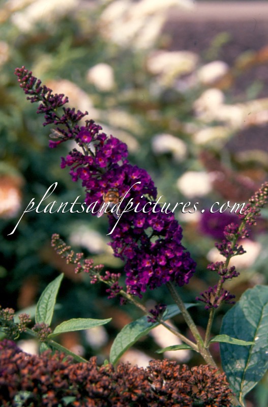 Buddleja davidii ‘African Queen’