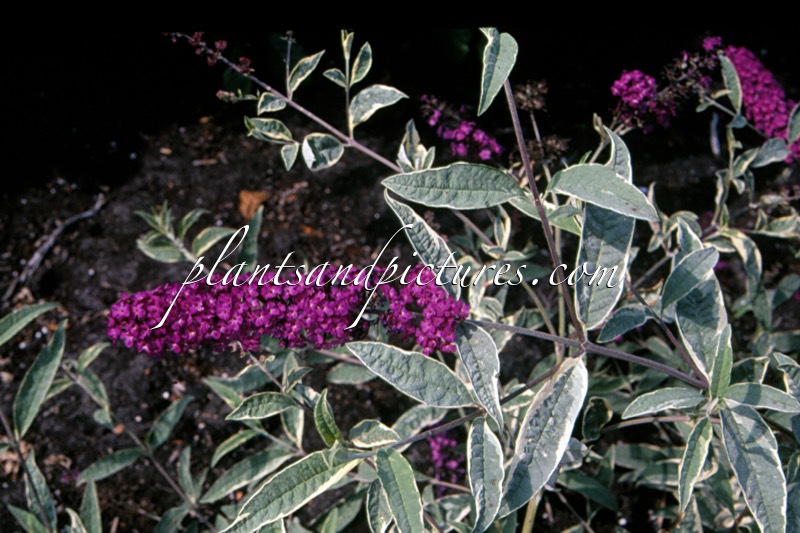 Buddleja davidii ‘Harlequin’