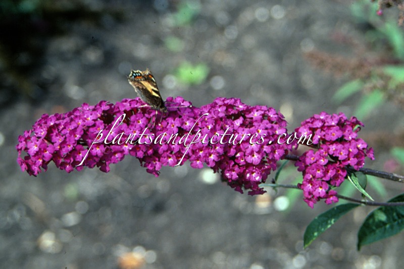 Buddleja davidii ‘Royal Red’